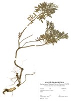 藏品(蘄艾)的圖片